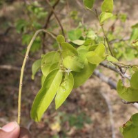 Olax scandens Roxb.